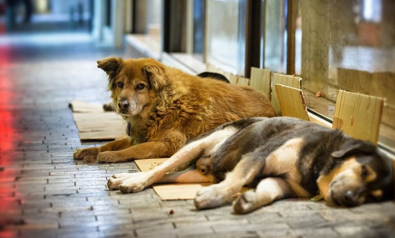 В Оренбуржье определено  финансирование работ с безнадзорными животными
